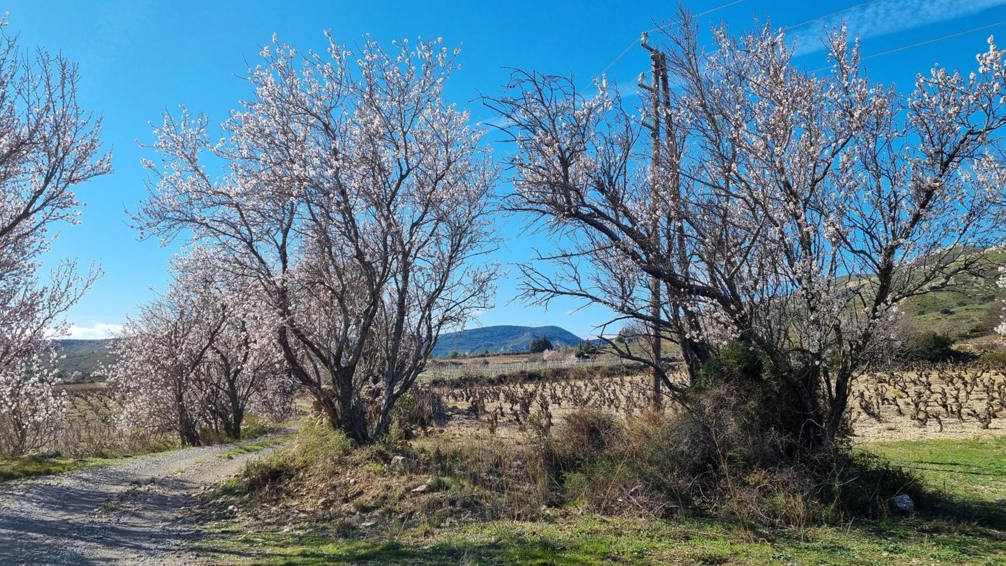 Gite Rue Tranquille Padern Kültér fotó